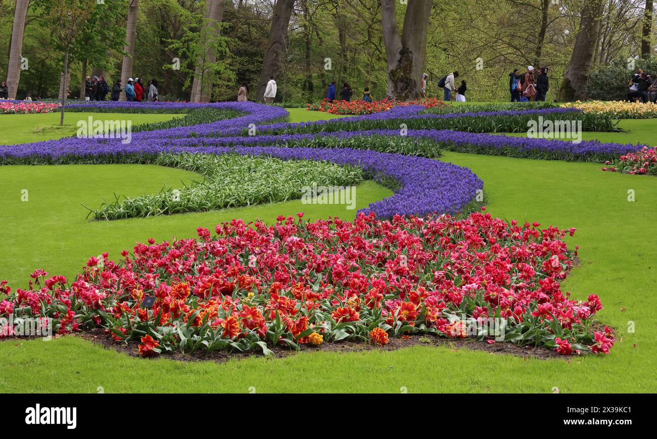 Muscari Armeniacum fiorisce al Keukenhof Tulip Gardens 'BOLLENSTREEK' vicino ad Amsterdam, Paesi Bassi, il 20 aprile 2024. (Foto di Action foto Sport/NurPhoto) credito: NurPhoto SRL/Alamy Live News Foto Stock