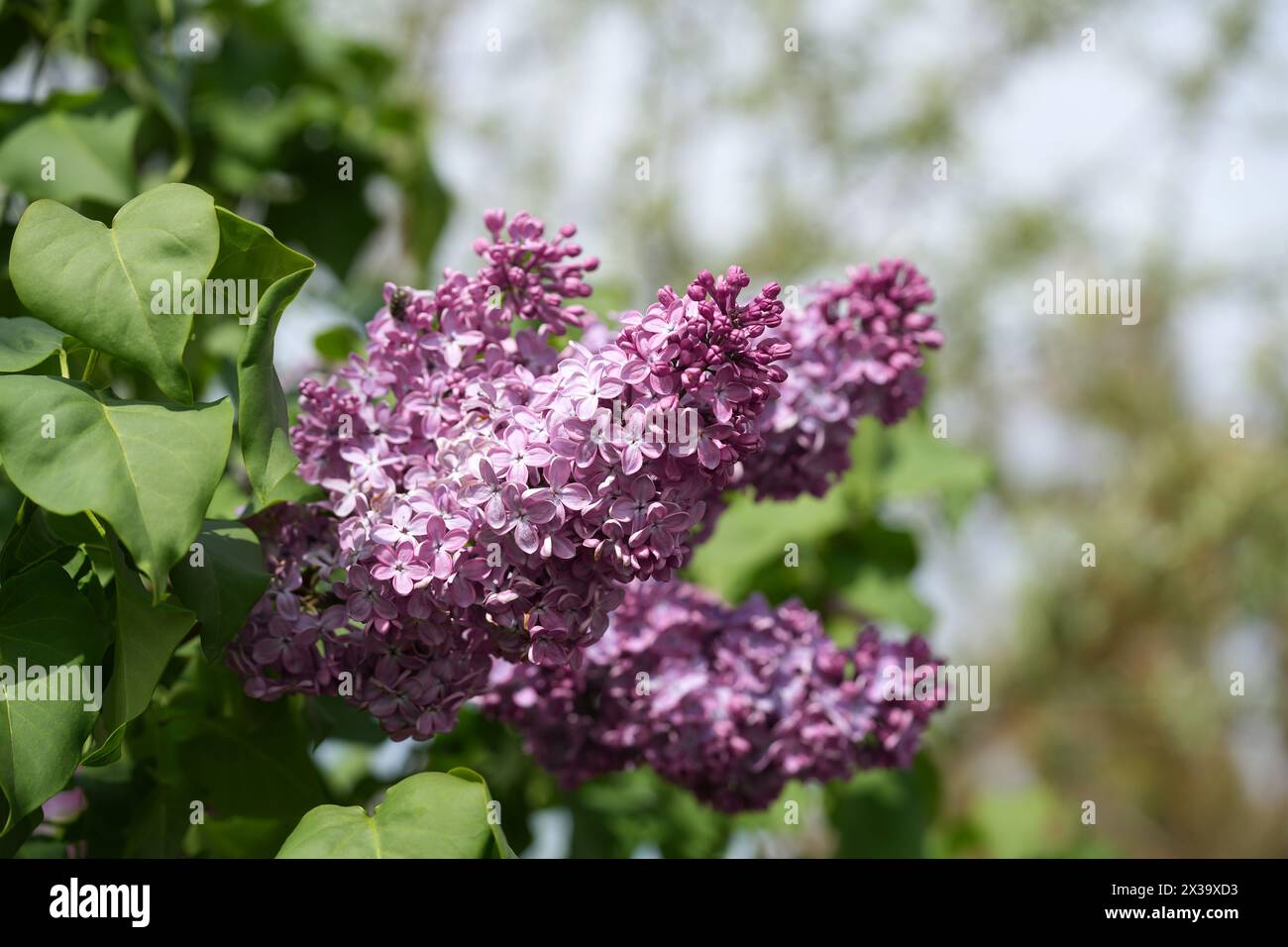 Grande boccola lilla in primavera. Fiori brillanti di cespuglio lilla primaverile. Primo piano sui fiori di lilla primaverile. Rametto di splendidi fiori varietali in fiore. Syylan V Foto Stock