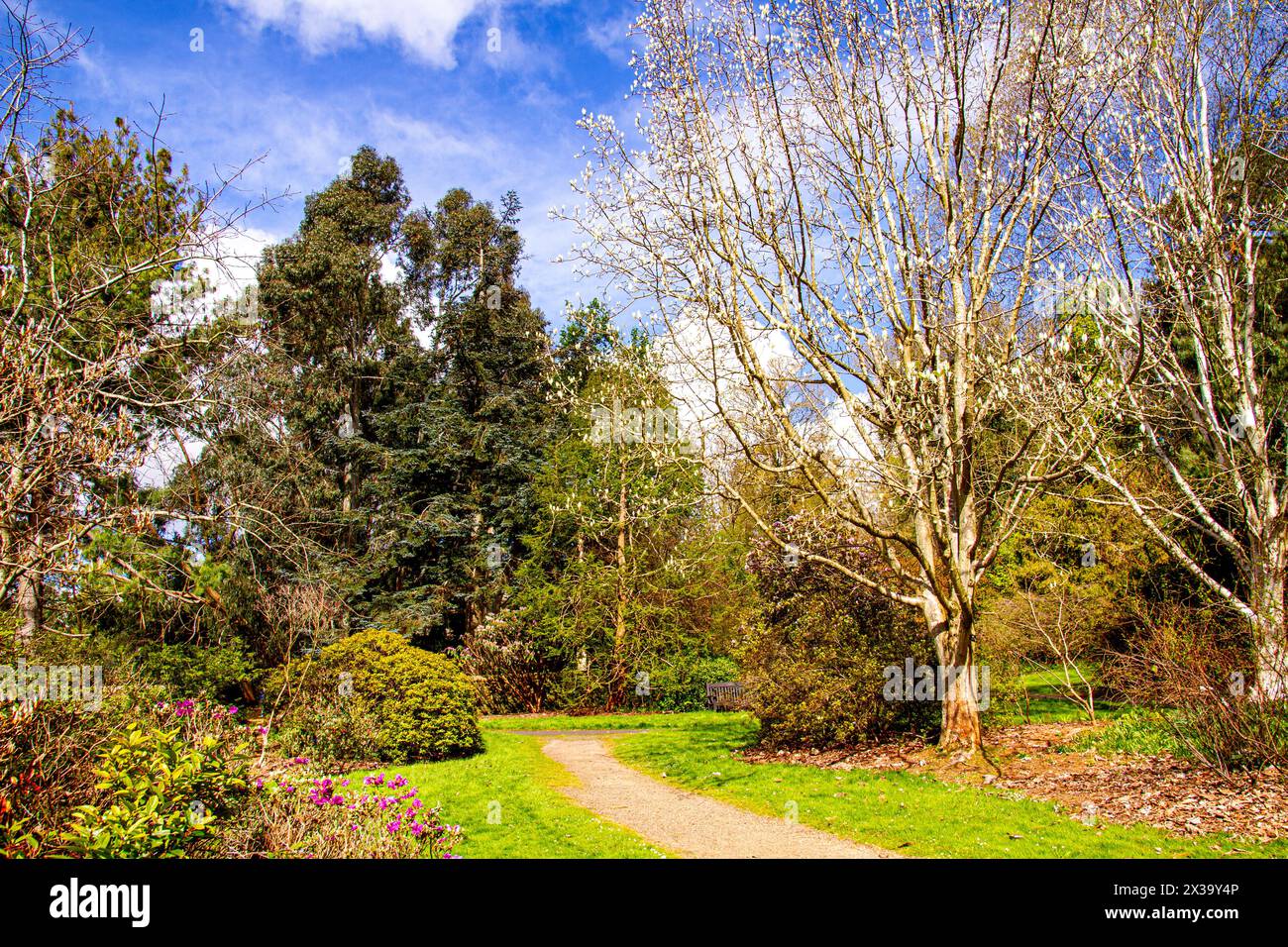 I giardini botanici della University of Dundee offrono splendide viste su piante, alberi e fiori di fama mondiale durante la stagione primaverile in Scozia Foto Stock