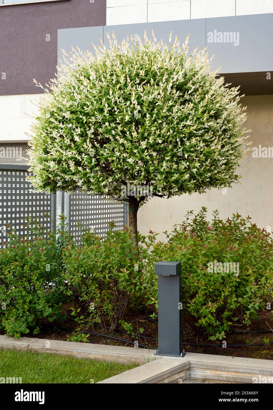 Salice giapponese, Salix integra, "Hakuro-Nishiki", salice dappato, salice, albero, urbano, vegetazione, flora, residenziale, giardino sul retro, Variegate Foto Stock
