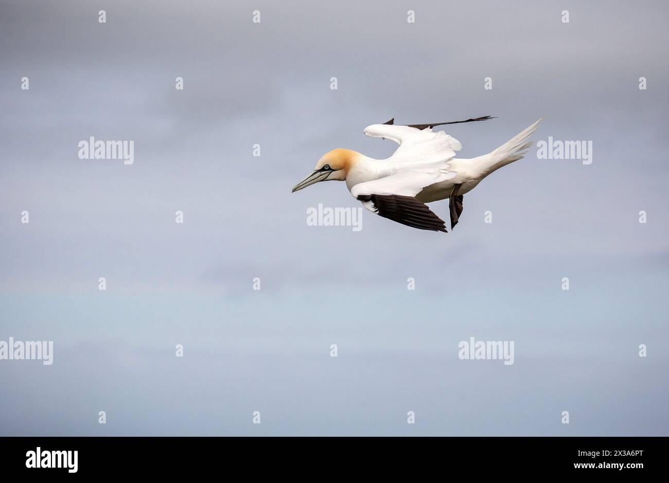 Un singolo gannet, Morus bassanus, vola nel cielo a Bempton Cliffs, East Riding, Yorkshire, Regno Unito. Aprile 2024 Foto Stock