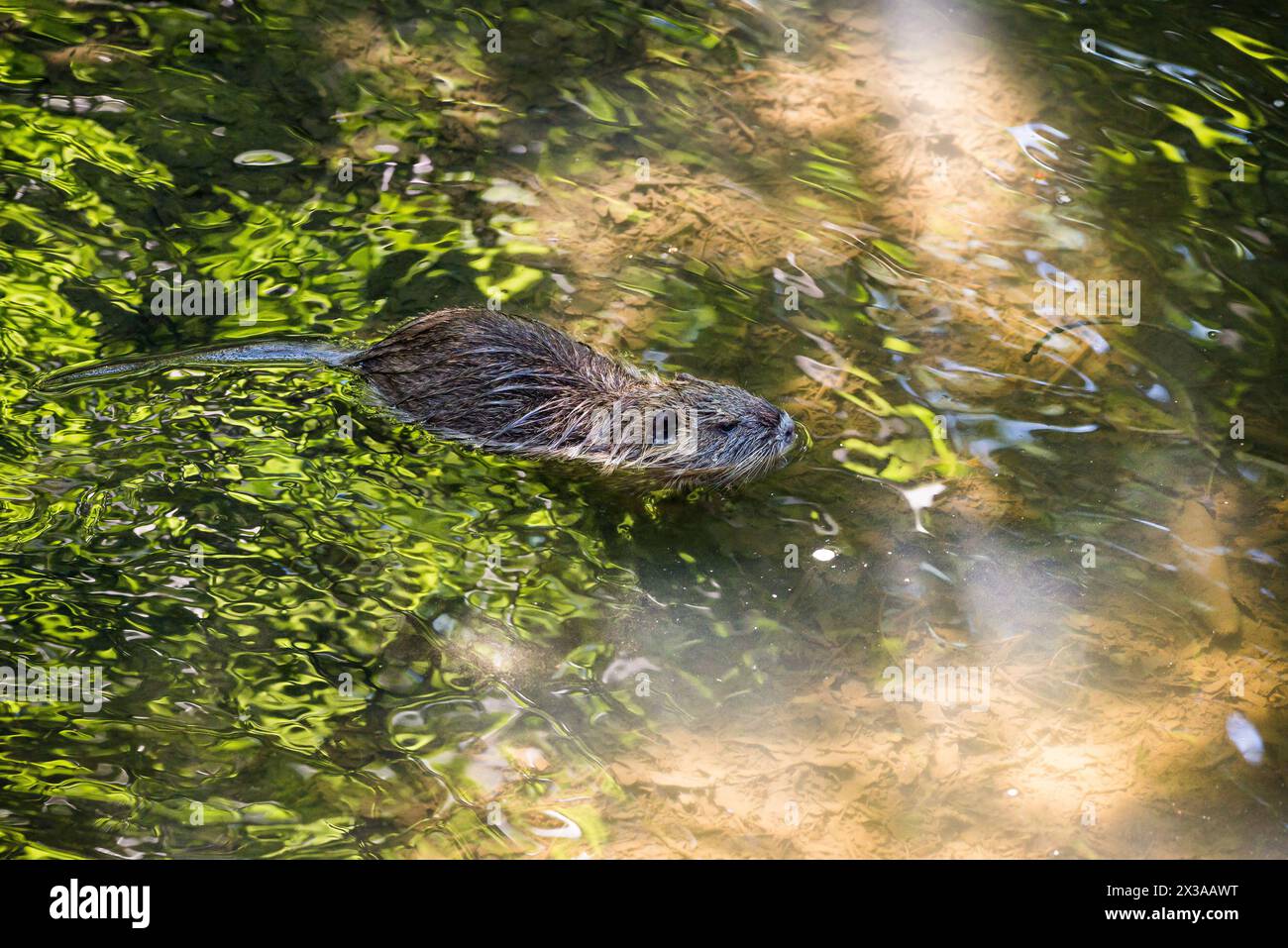 Nutria cucciolo nel torrente Ricansky a Uhrineves, Praga, repubblica Ceca Foto Stock