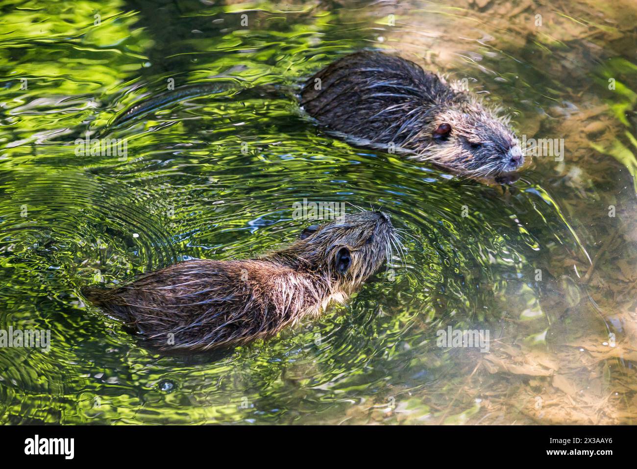 Due cuccioli di nutria nel ruscello Ricansky a Uhrineves, Praga, repubblica Ceca Foto Stock