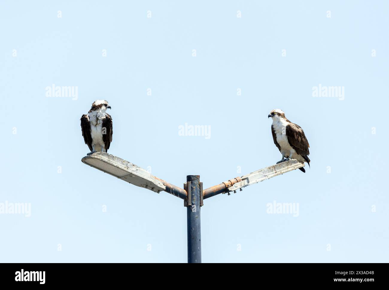 Osprey maschio e femmina su palo leggero Foto Stock
