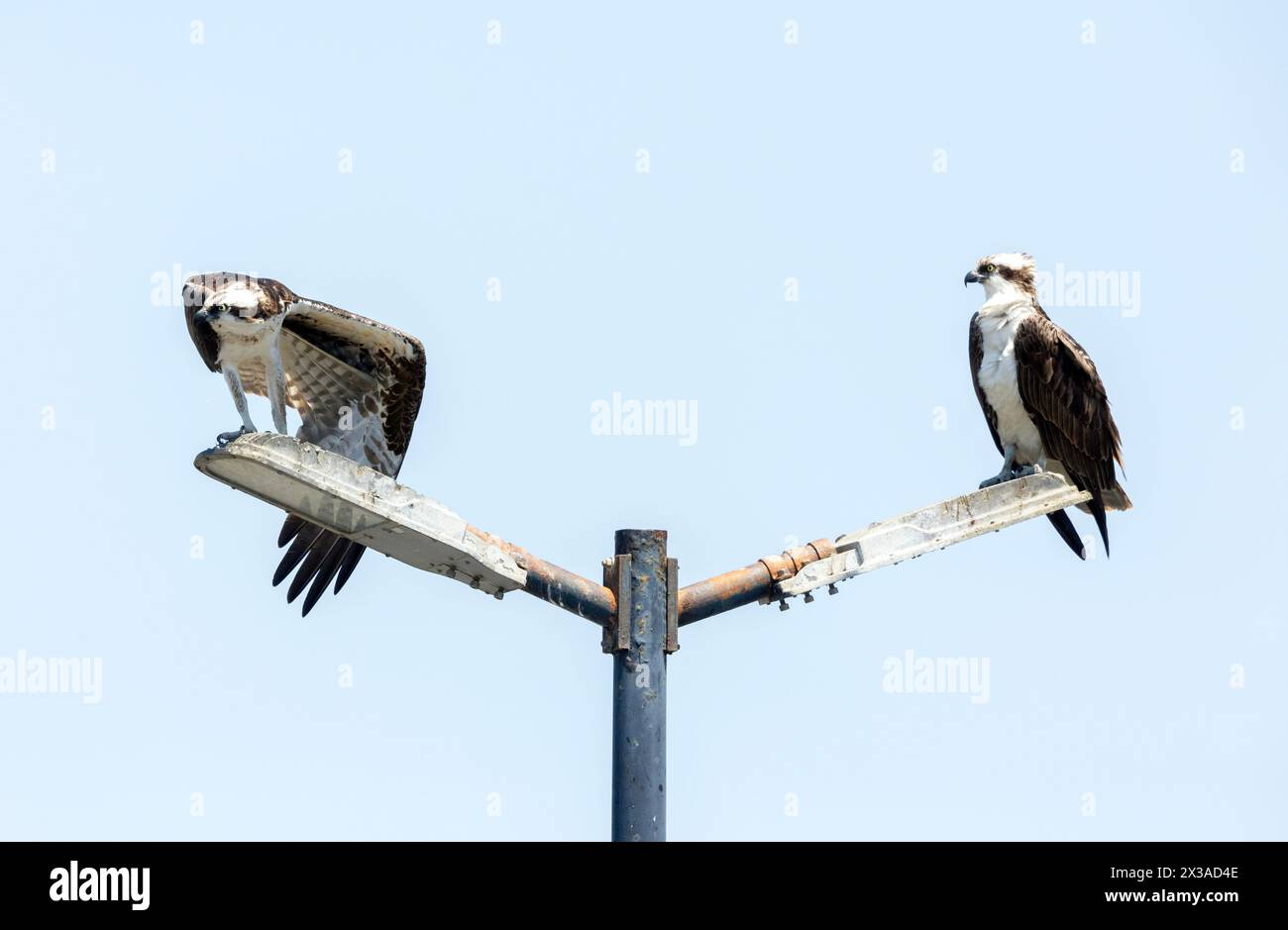 Osprey maschio e femmina su palo leggero Foto Stock