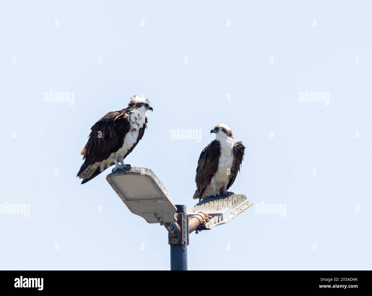 Osprey maschio e femmina su palo leggero Foto Stock