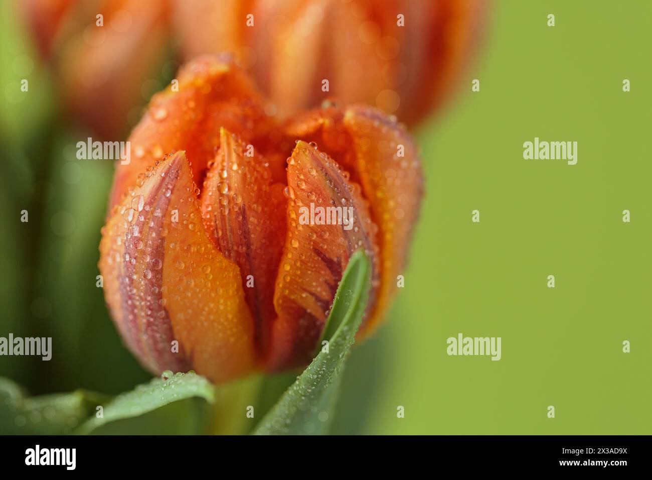 Foto ravvicinata di fiori di tulipani con dettagli macro Foto Stock