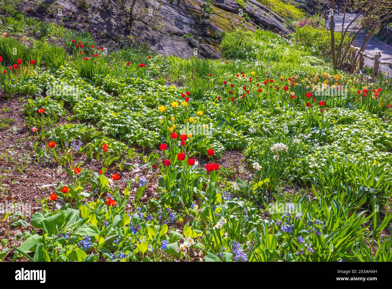 Splendida vista di fiori primaverili, tulipani e narcisi che fioriscono ai piedi della montagna nel parco. Foto Stock
