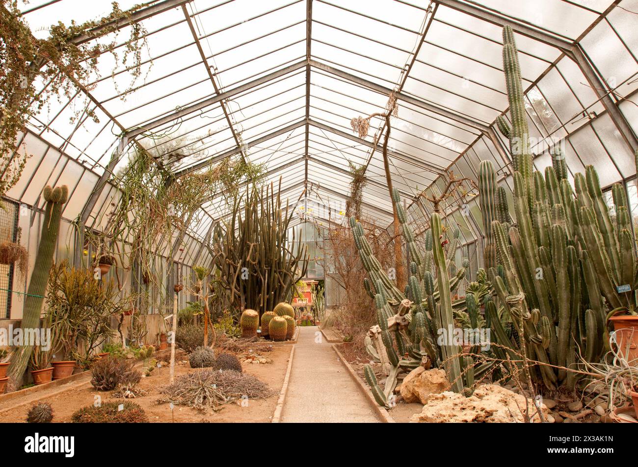 Le straordinarie piante dell'Orto Botanico di Palermo e le sue piante succulente serra Foto Stock