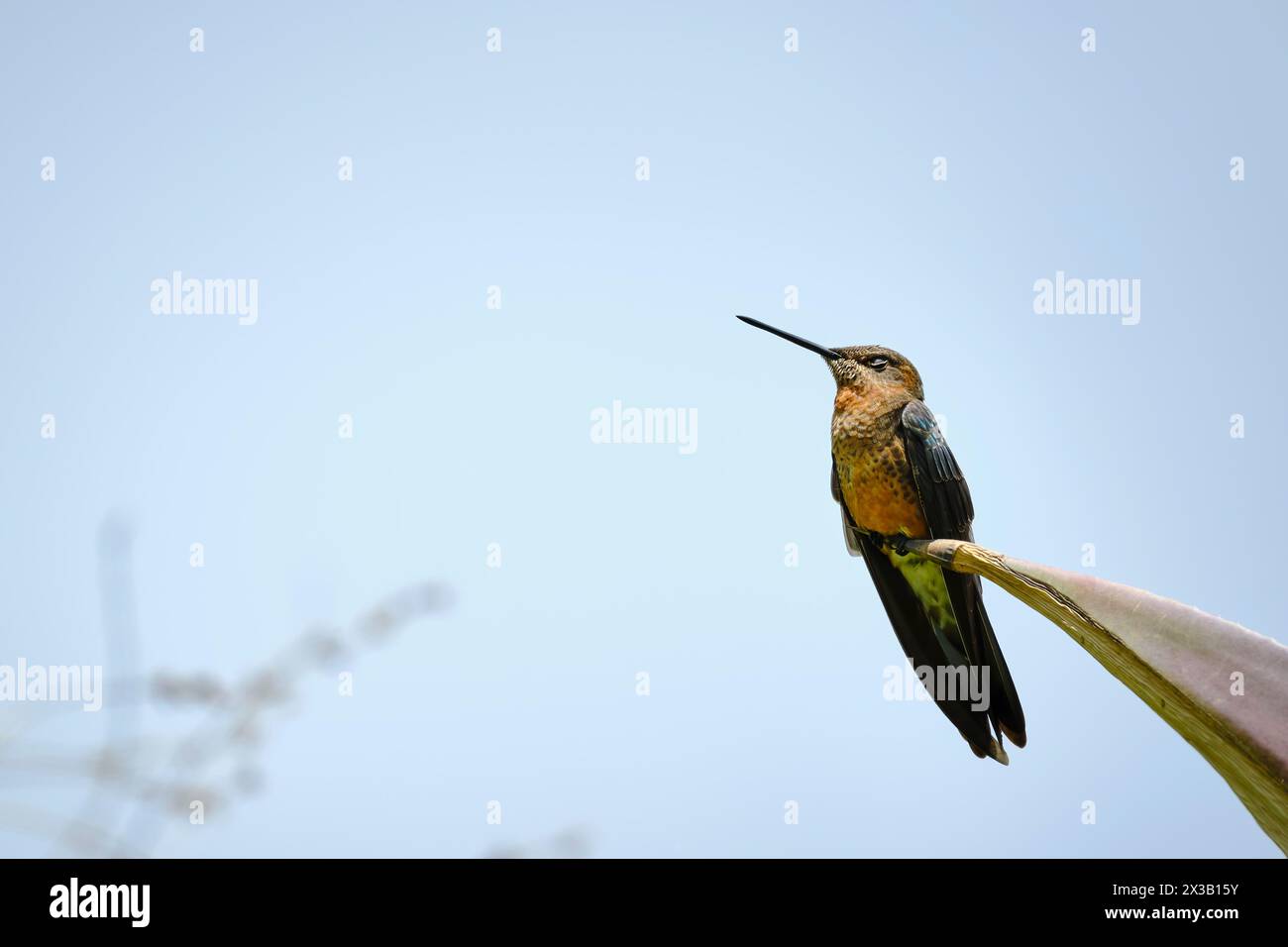 Colibrì gigante (Patagona gigas), splendido colibrì arroccato su un maguey. Perù. Foto Stock