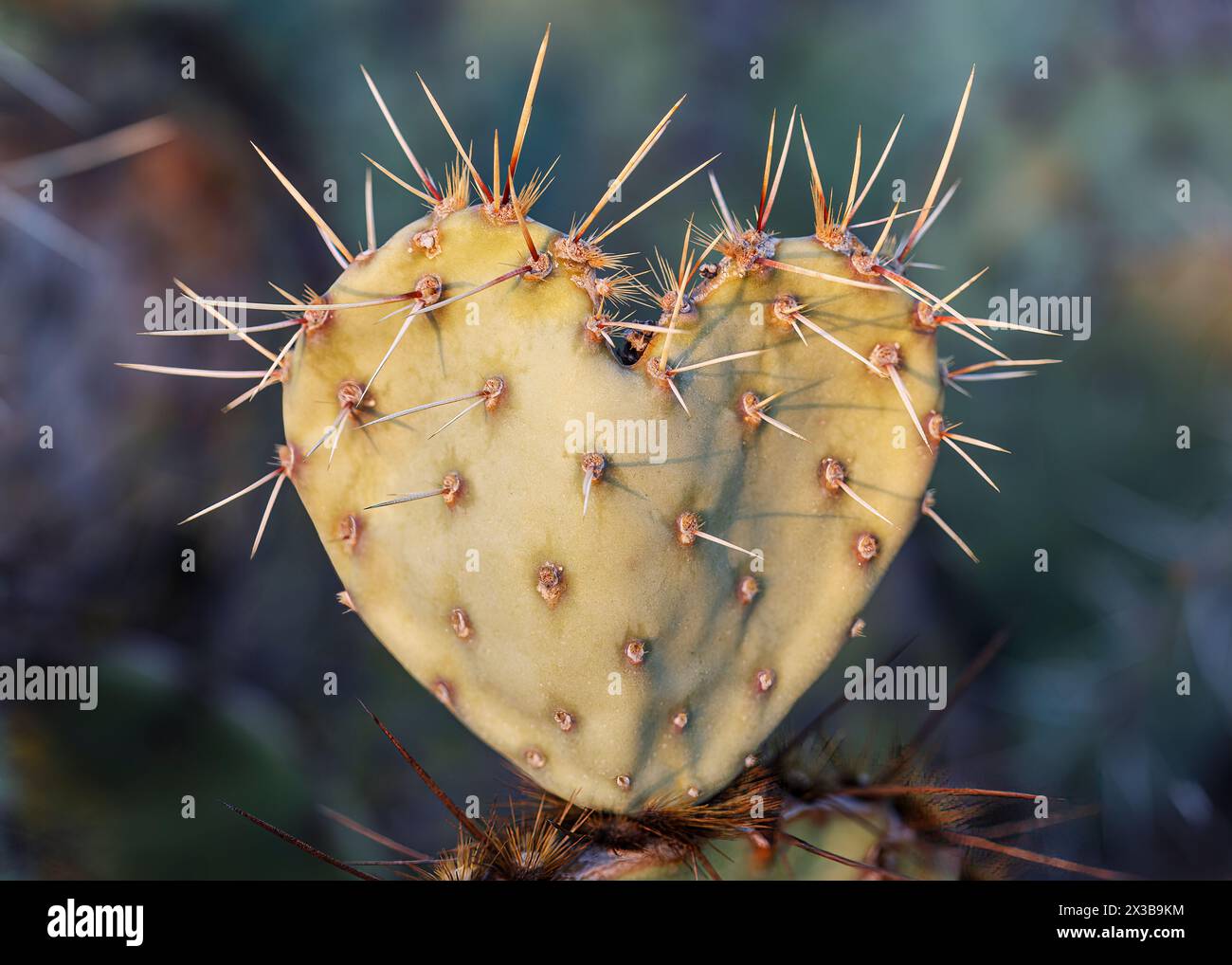 Cuscinetto di cactus Prickly (Opuntia) a forma di cuore, Arizona, Stati Uniti Foto Stock