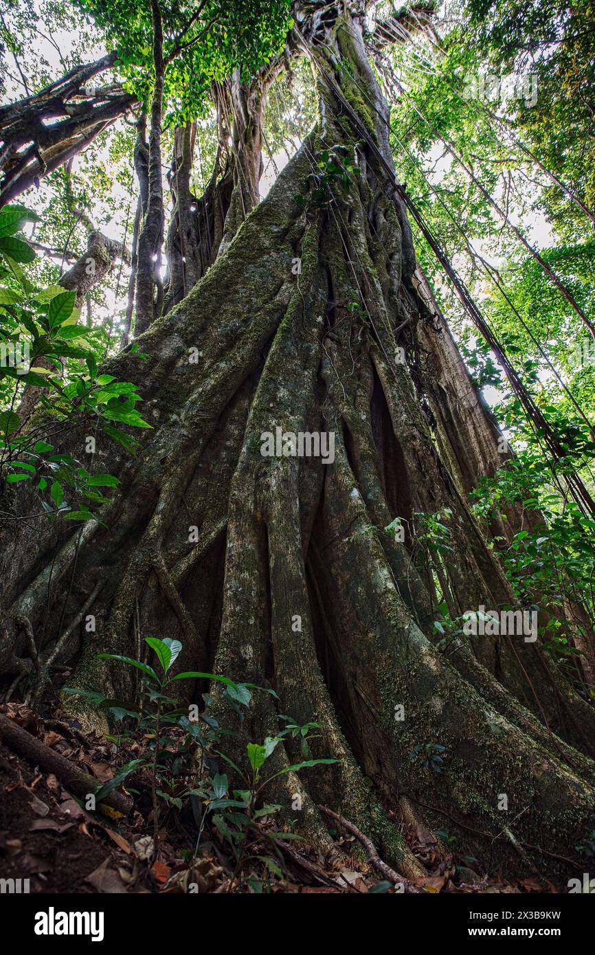 Alberi alti della Monteverde Cloud Forest Reserve, Costa Rica Foto Stock