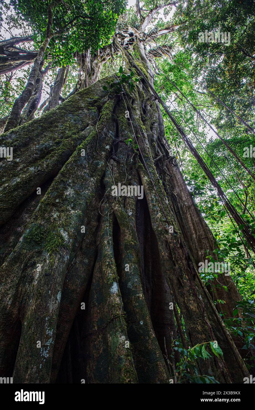 Alberi alti della Monteverde Cloud Forest Reserve, Costa Rica Foto Stock