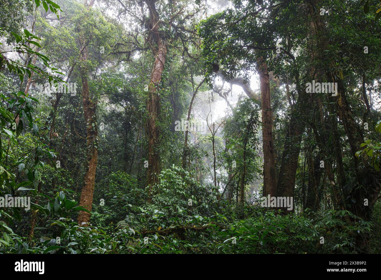 Monteverde Cloud Forest Riserve, Costa Rica Foto Stock