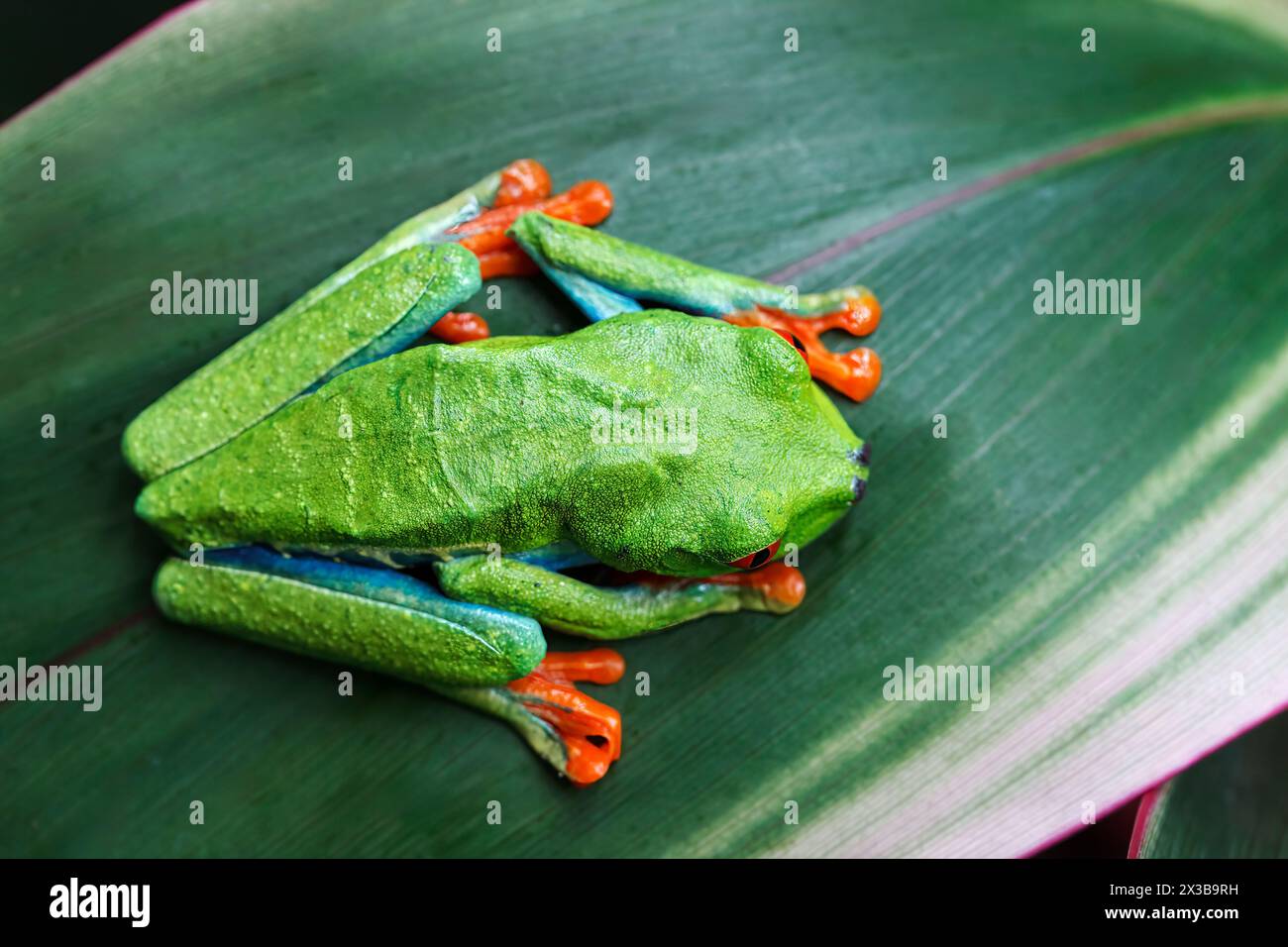 Guardando in basso su una rana dagli occhi rossi (Agalychnis callidryas), Costa Rica Foto Stock
