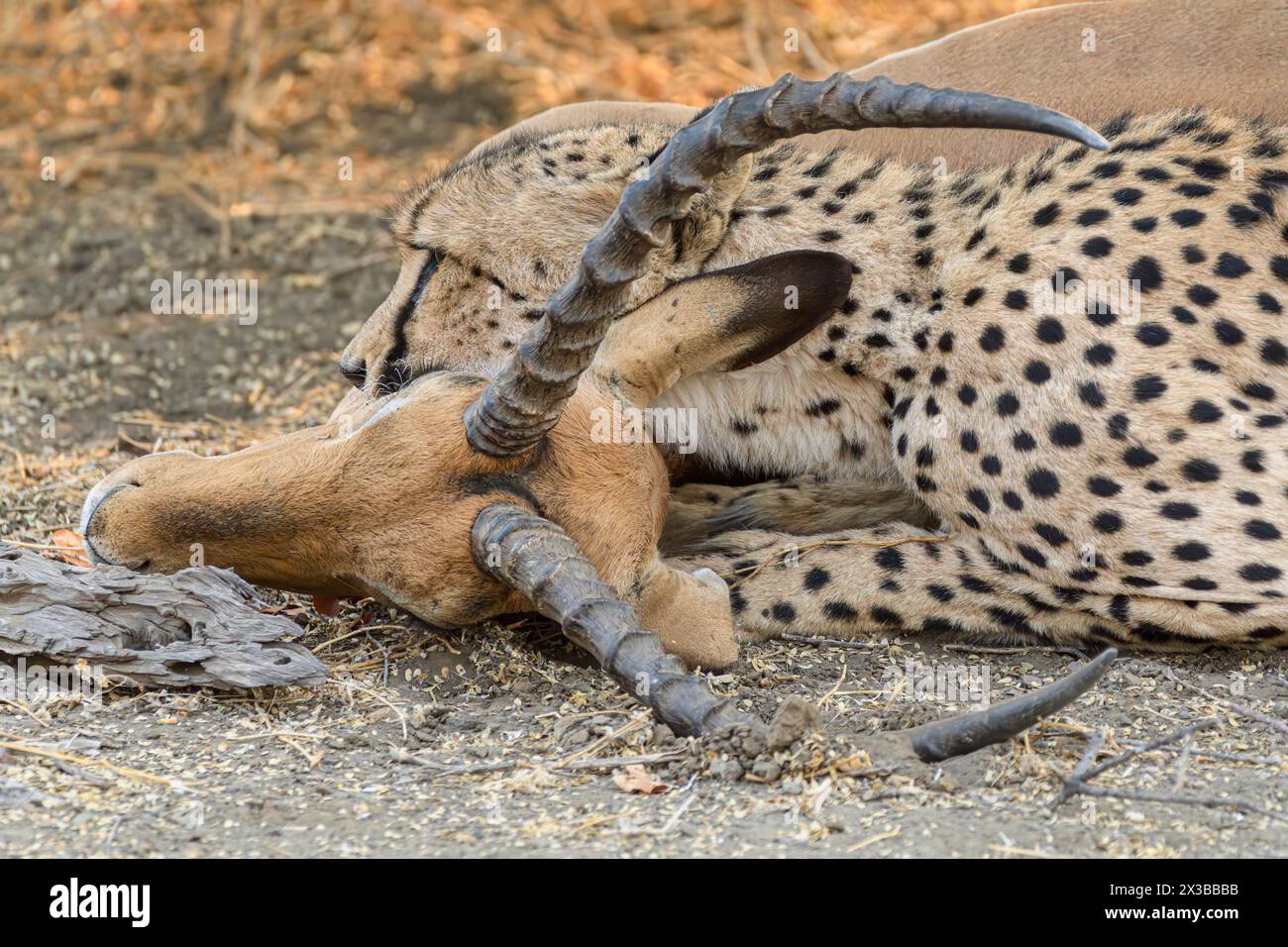 Cheetah, Acinonyx jubatus e la sua preda, Impala, Epitero melampus. Il ghepardo uccide le sue prede per soffocamento. Riserva di caccia di Mashatu, Botswana Foto Stock