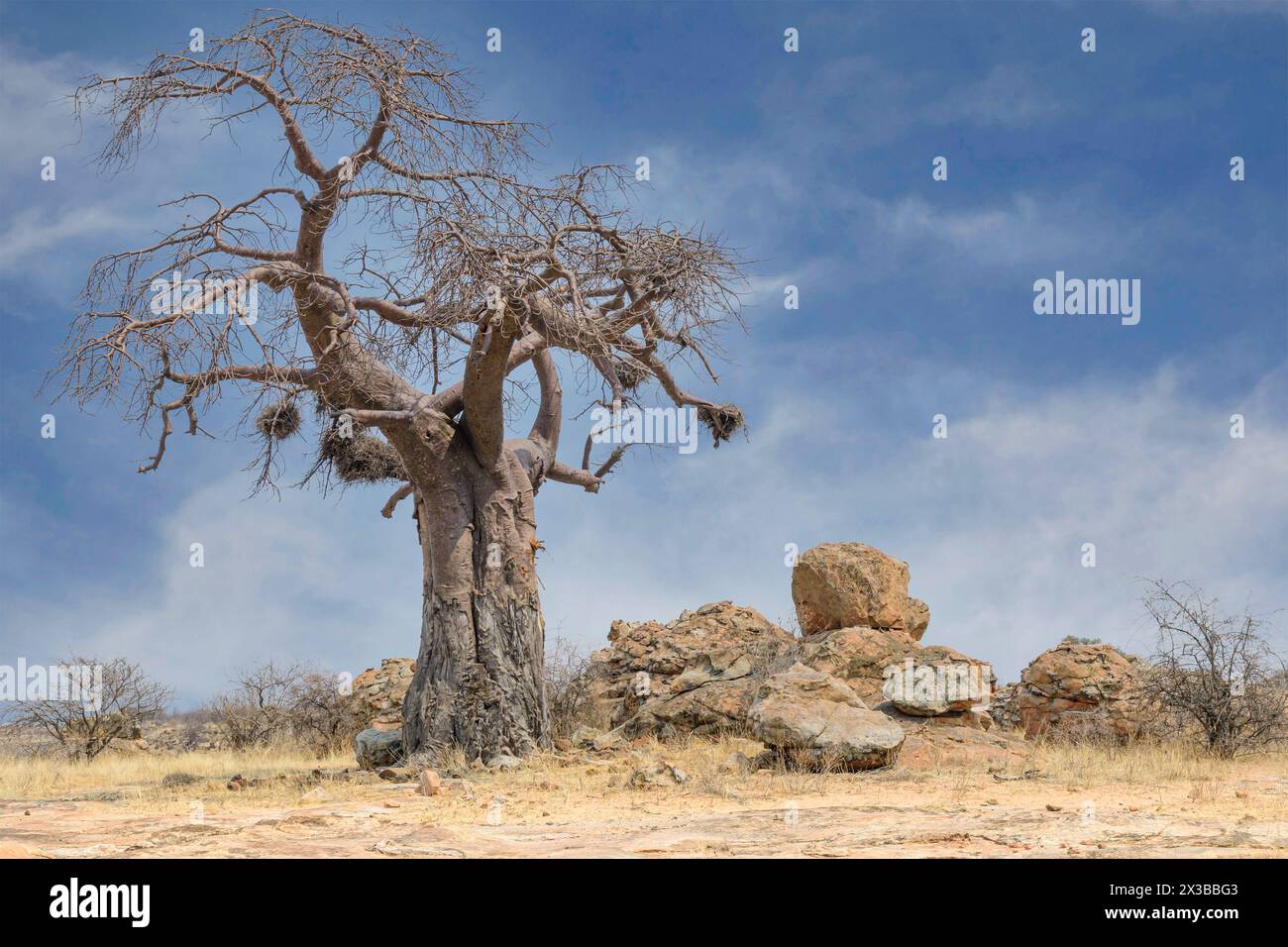 Baobab africano, Adansonia digitata con nidi di tessitore di bufalo a becco rosso, Bulbalornis niger. Riserva di caccia di Mashatu, Botswana. Foto Stock