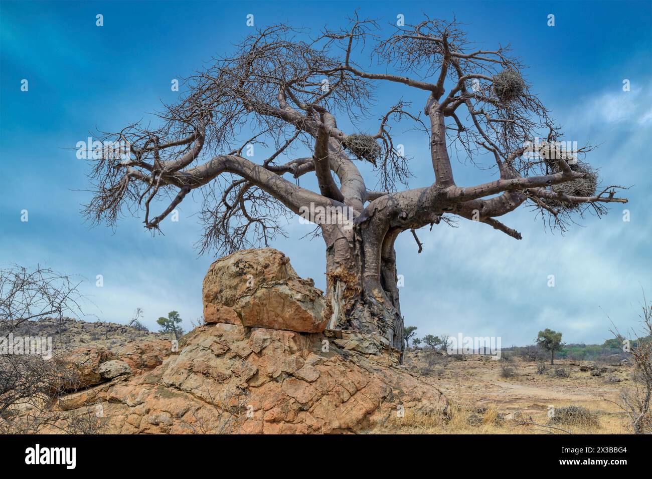 Baobab Tree, Adamsonia digitata, Mashatu Game Reserve, Botswana Foto Stock