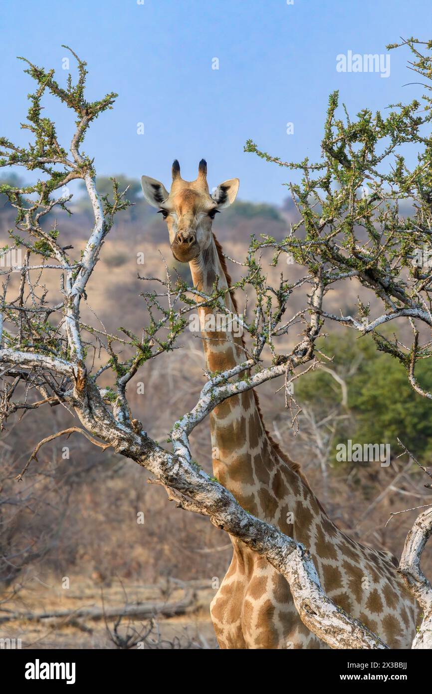 Cape, o giraffa sudafricana, Giraffa camelopardalis giraffa, Mashatu Game Reserve, Botswana Foto Stock