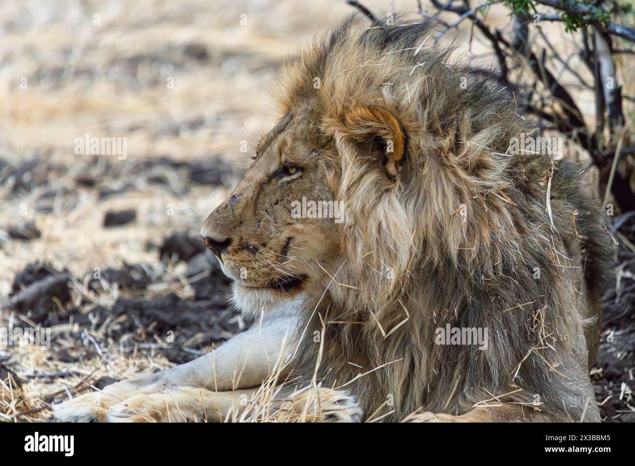 Leone maschile, Panthera leo melanochaita, riserva di caccia Mashatu, Botswana Foto Stock