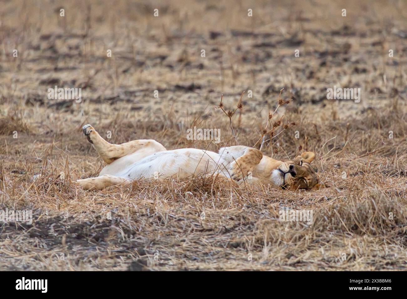 Leone femminile a riposo, Panthera leo melanochaita, Mashatu Game Reserve, Botswana Foto Stock