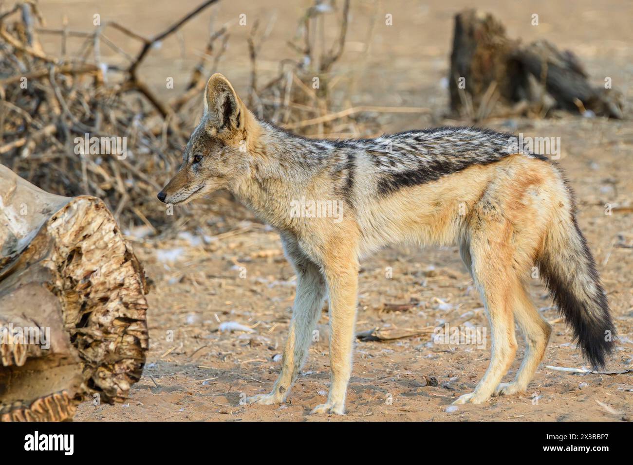 Sciacallo nero del Capo, mesomelas Canis, riserva di caccia Mashatu, Botswana Foto Stock