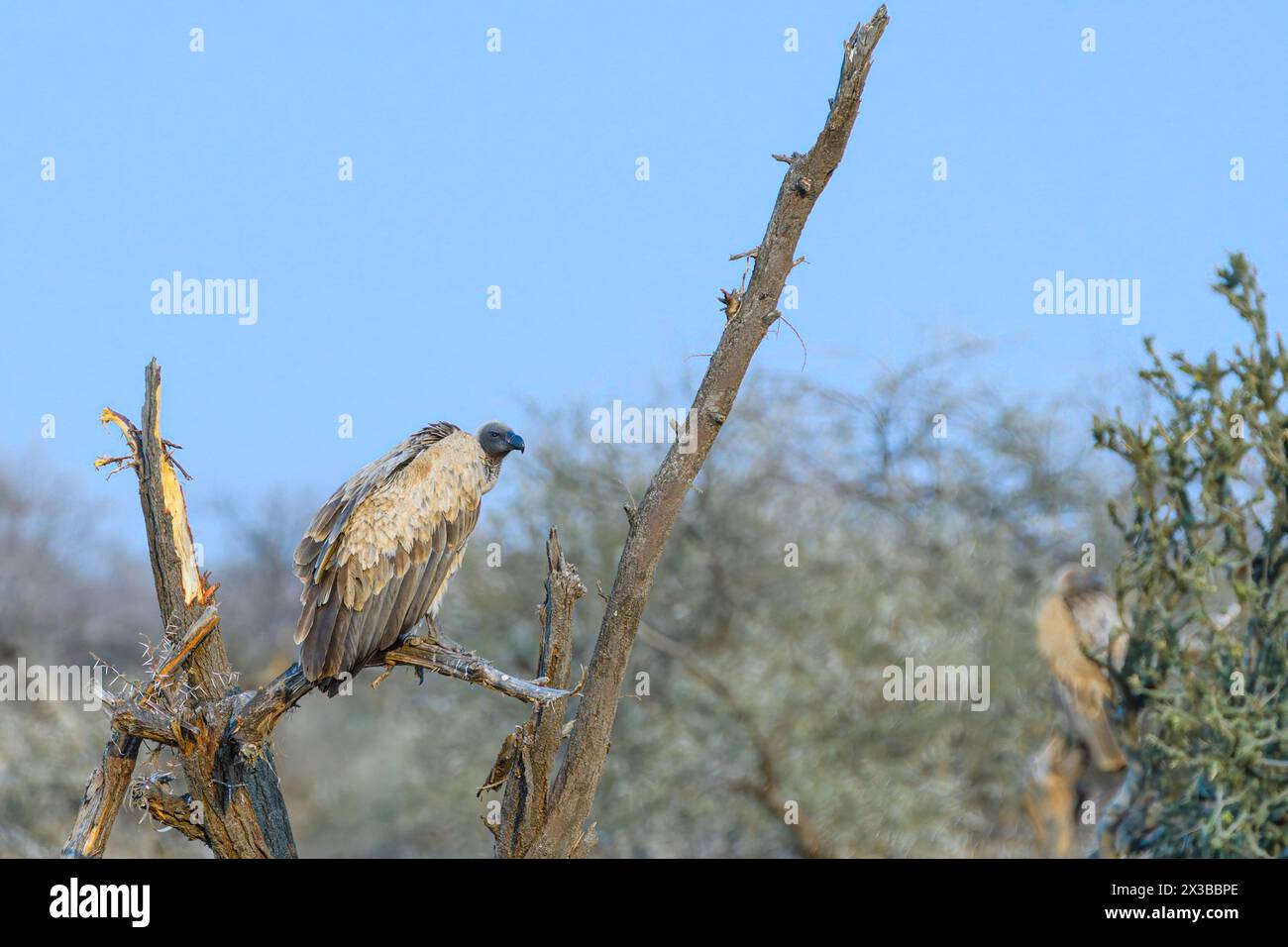 Cape Vulture, Gyps Coprotheres, Mashatu Game Reserve, Botswana Foto Stock