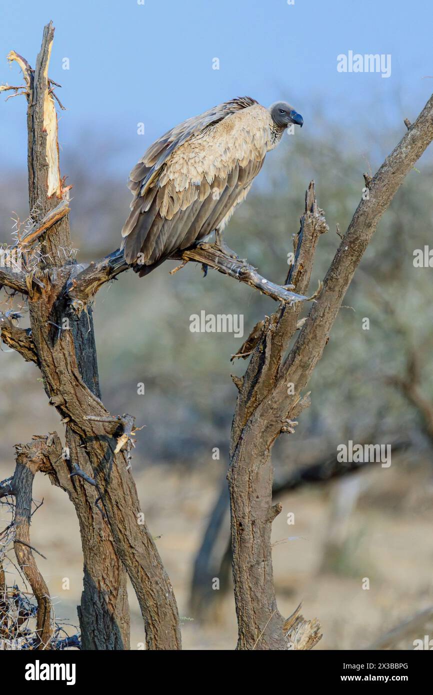 Cape Vulture, Gyps Coprotheres, Mashatu Game Reserve, Botswana Foto Stock