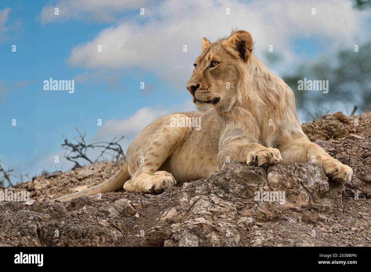 Leone maschile, Panthera leo melanochaita, riserva di caccia Mashatu, Botswana Foto Stock