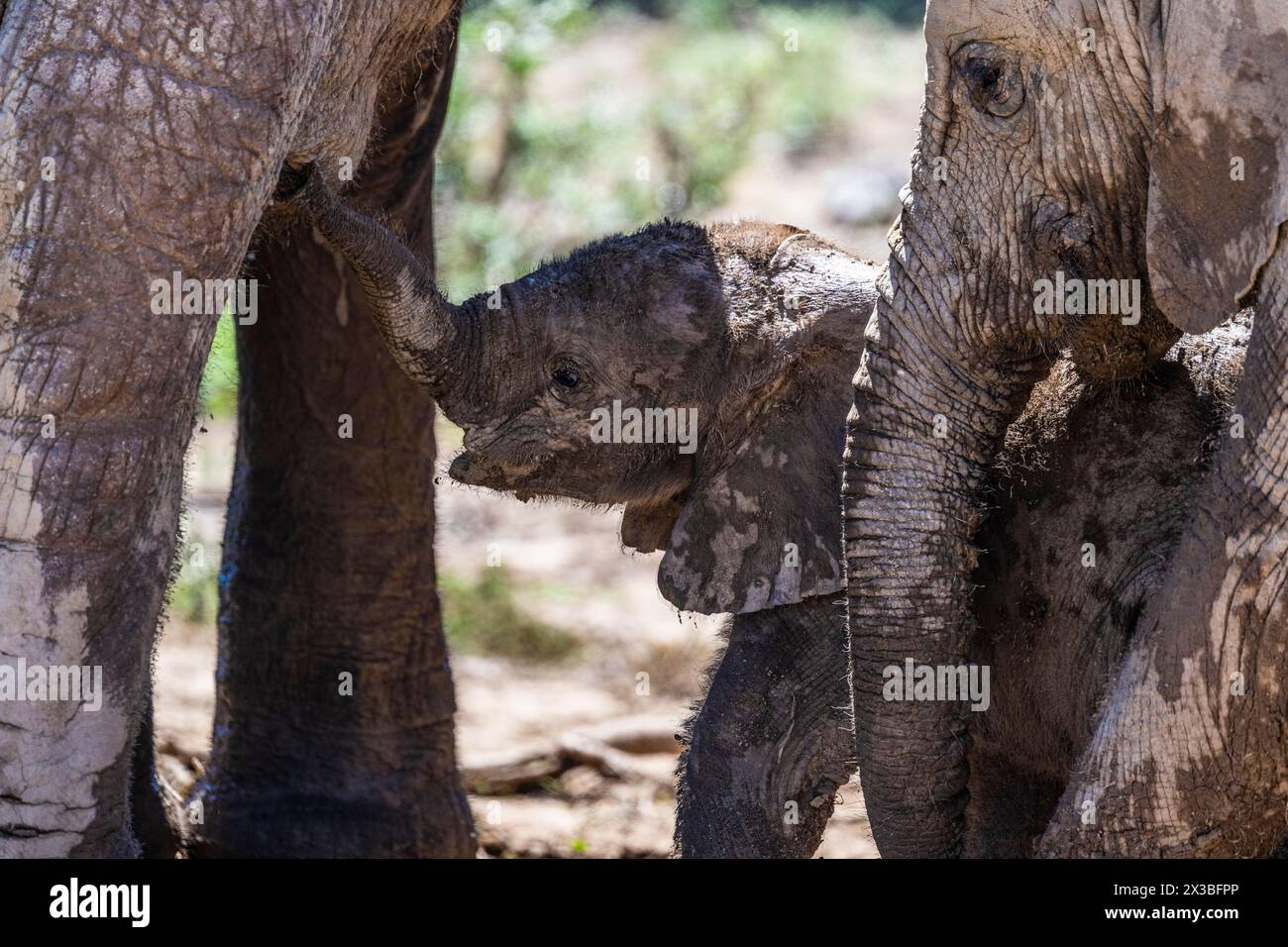 Elefante africano (Loxodonta africana) baby alla tettarella, Addo Elephant National Park, Capo Orientale, Sudafrica Foto Stock
