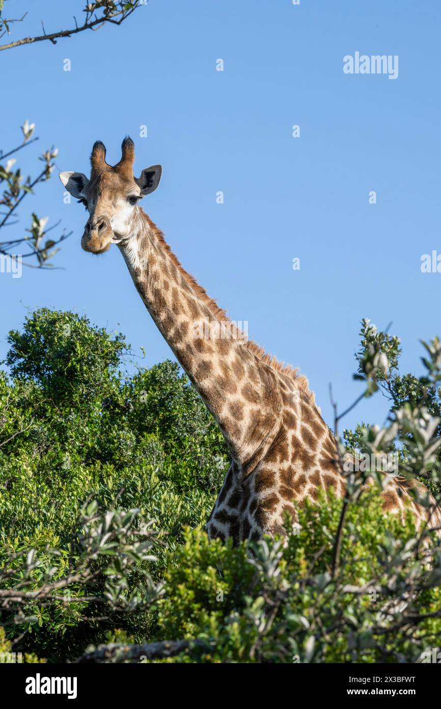 Giraffa meridionale (giraffa giraffa), riserva di caccia privata Oceana, Capo Orientale, Sudafrica Foto Stock