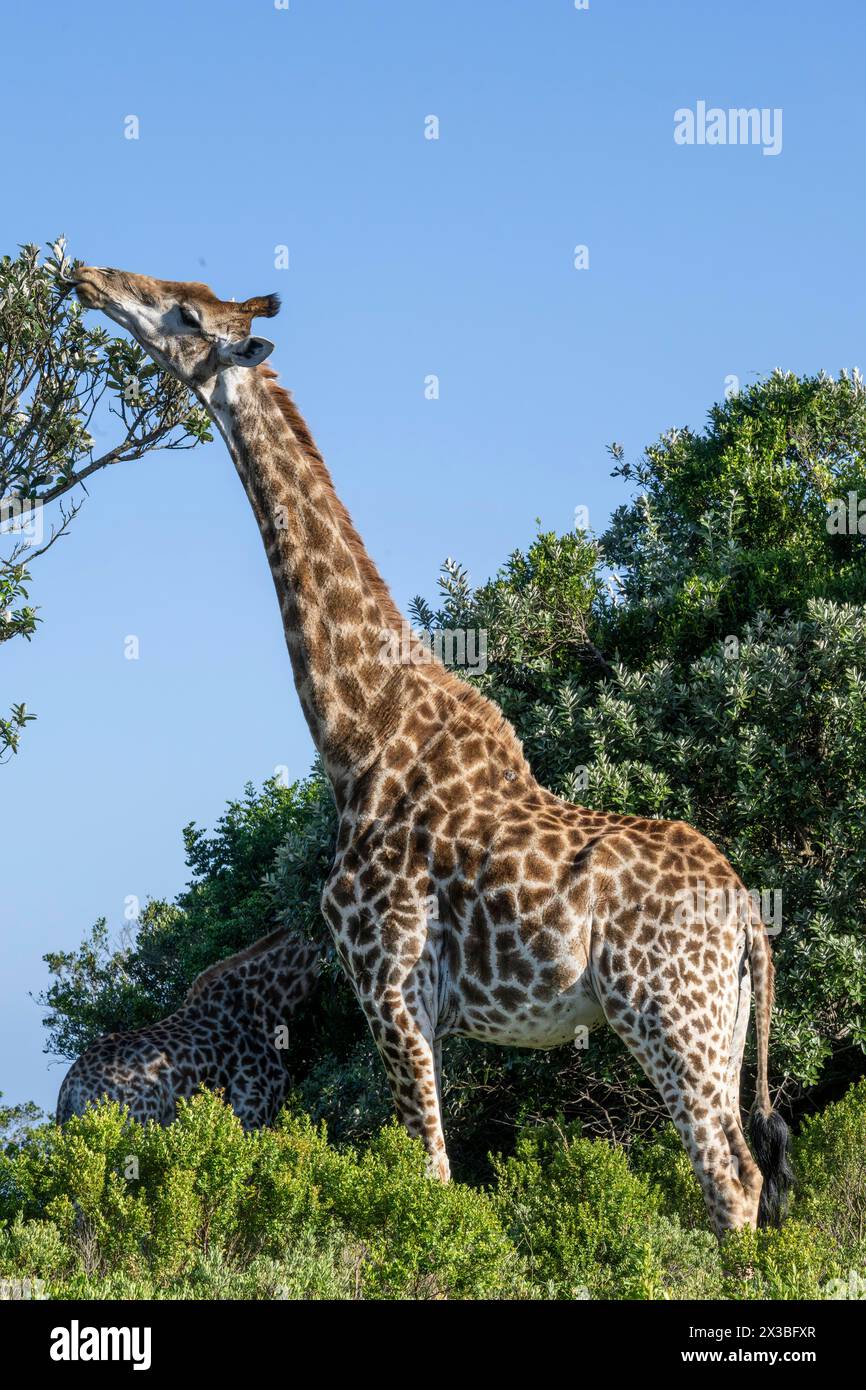 Giraffa meridionale (giraffa giraffa), riserva di caccia privata Oceana, Capo Orientale, Sudafrica Foto Stock
