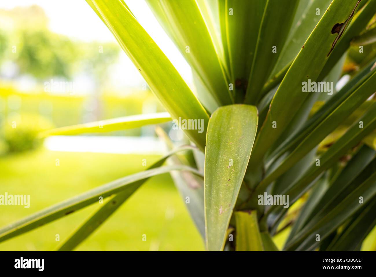 Sfoca splendide foglie verdi di palma con luce solare bokeh, sfondo astratto. Copia dello spazio del concetto di vacanza estiva e viaggio d'affari. Foto Stock