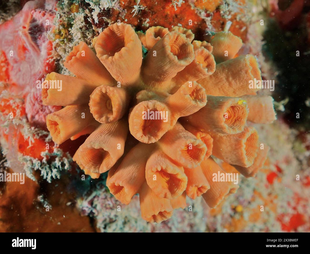 Corallo Orange Cup (Tubastraea coccinea), relitto del sito di immersione USS Spiegel Grove, John Pennekamp Coral Reef State Park, Key largo, Florida Keys Foto Stock