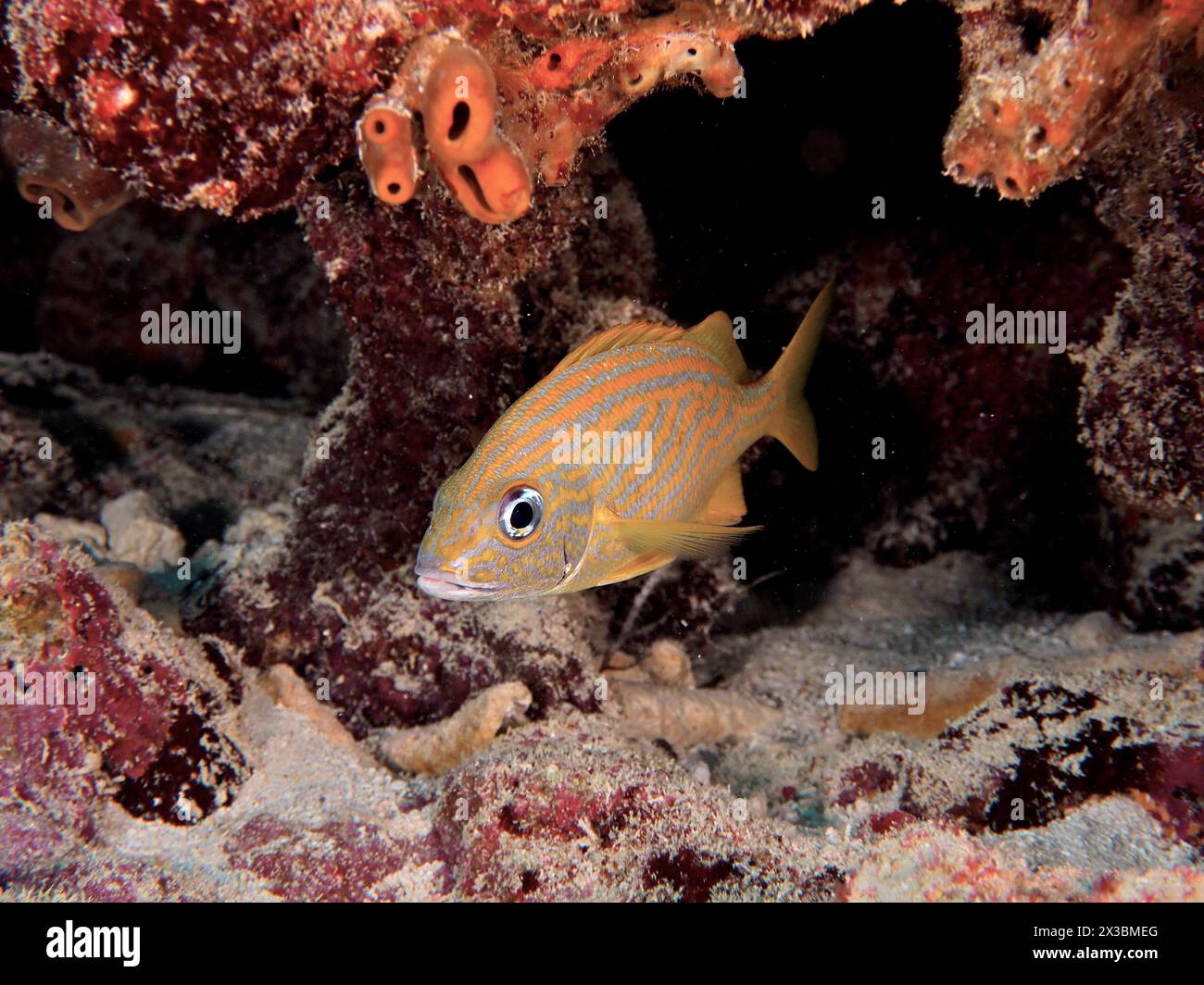 Pesce tropicale con strisce gialle e blu, grunt francese (Haemulon flavolineatum), vicino a una barriera corallina. Sito per immersioni John Pennekamp Coral Reef State Foto Stock