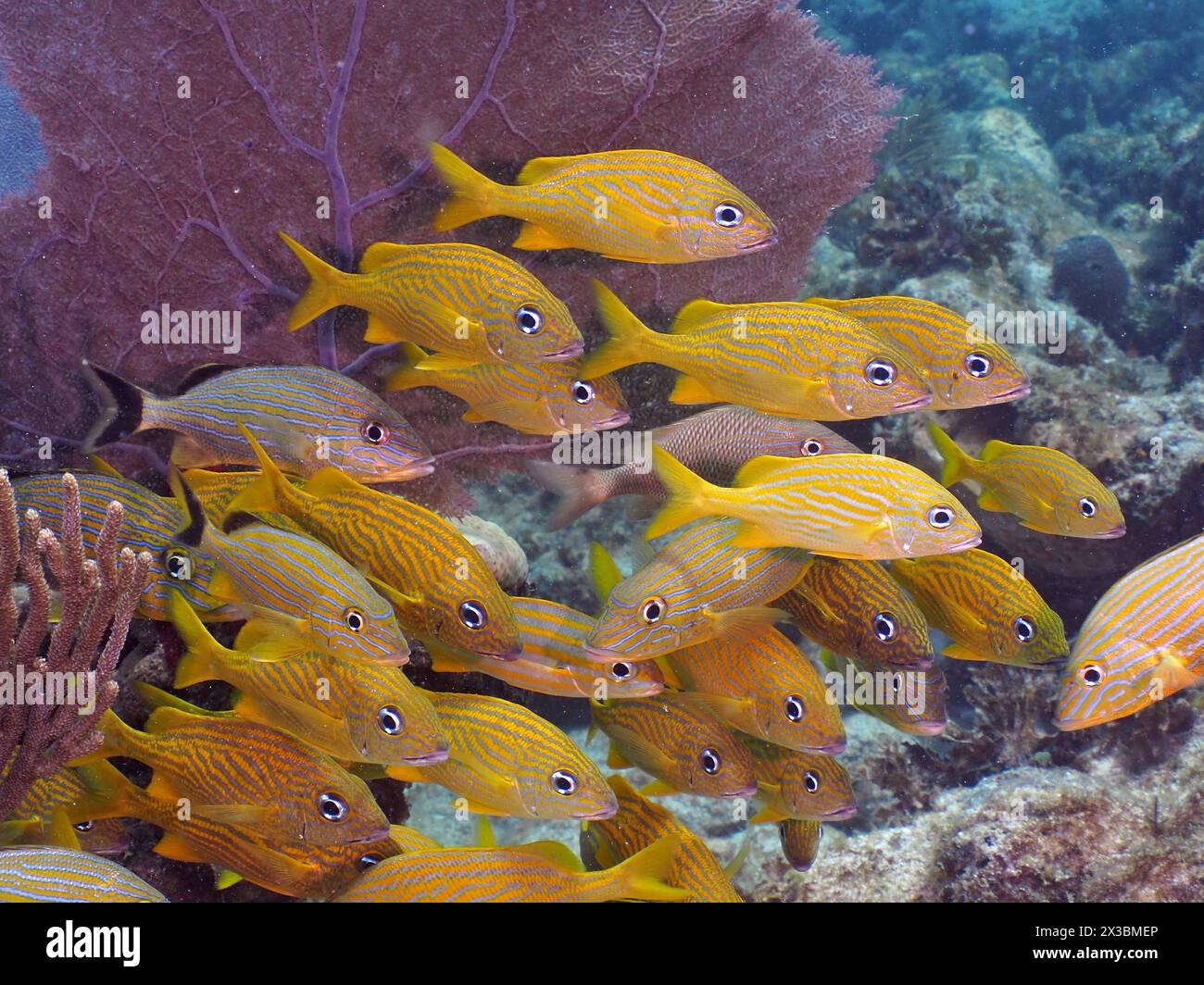 Una scuola di pesci gialli, grunt francese (Haemulon flavolineatum), che nuota in sincronia vicino al mare con un comune ventilatore marino (Gorgonia ventalina) nel Foto Stock
