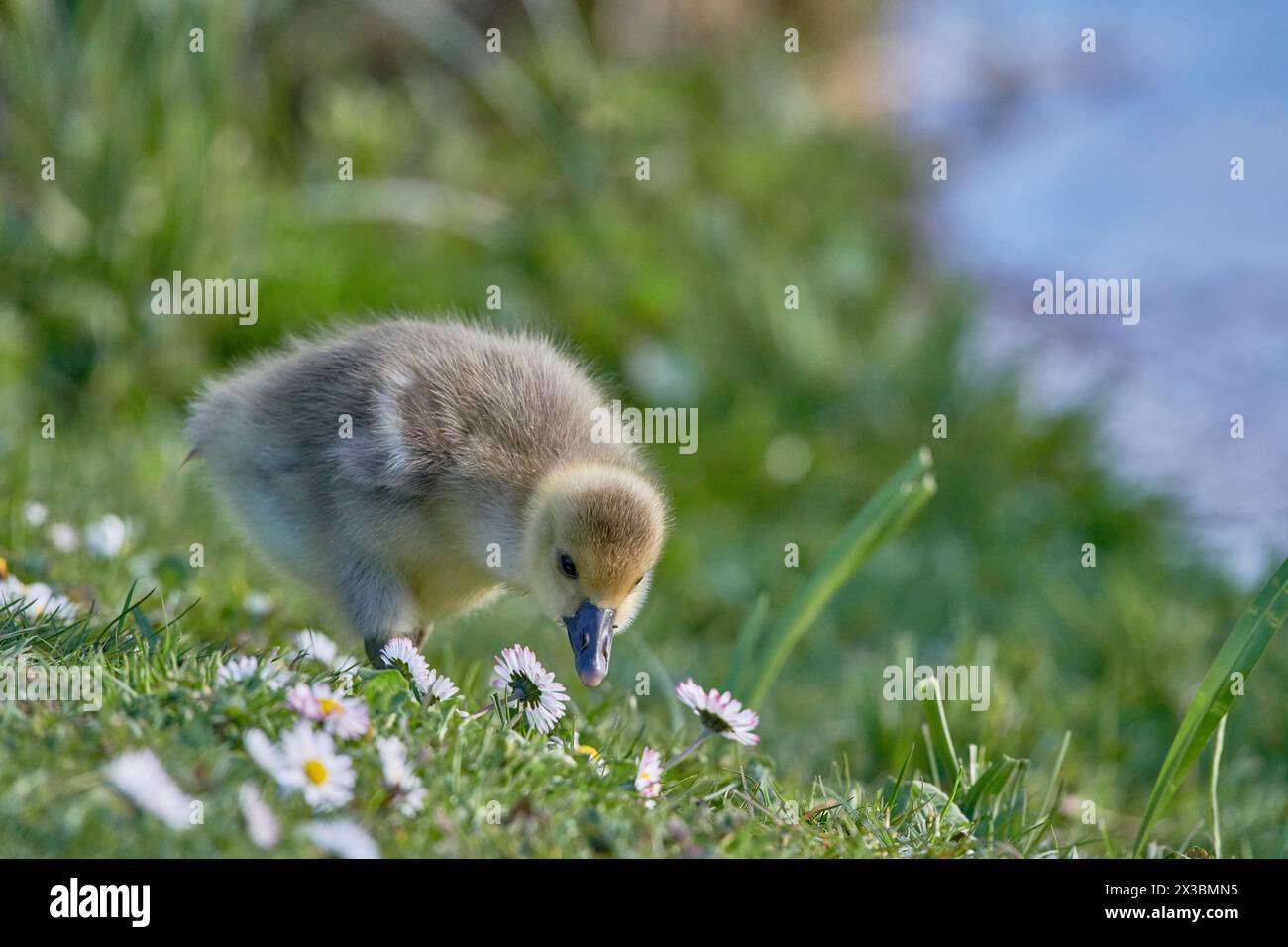 Un pulcino d'oca grigio (Anser anser) nell'erba si piega verso il basso per annusare un fiore bianco, Muehlenteich, Wismar, Meclemburgo-Vorpommern, Germania Foto Stock