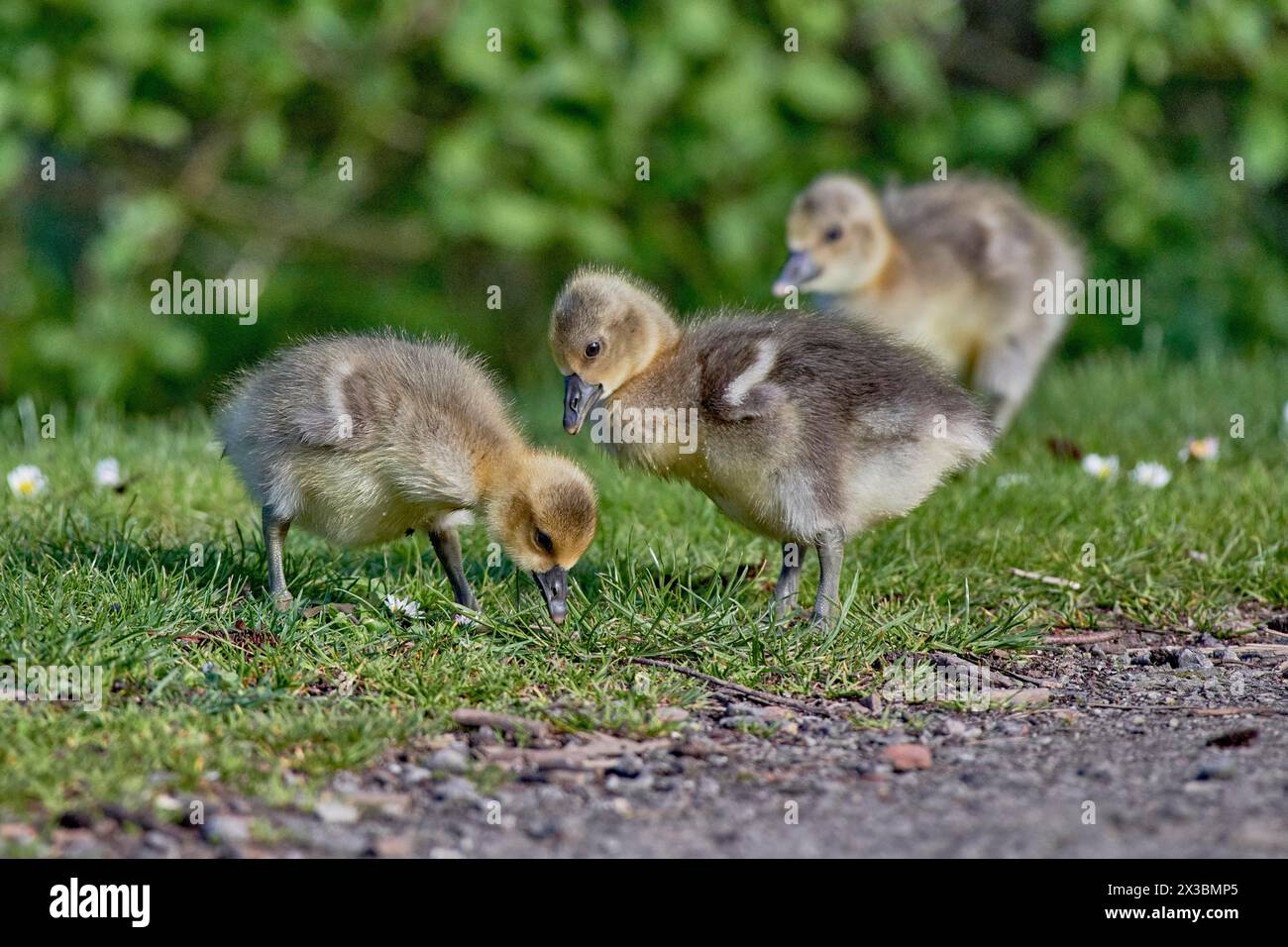 Tre pulcini d'oca grigi (Anser anser) scoprono insieme un sentiero pietroso, Muehlenteich, Wismar, Meclemburgo-Pomerania Occidentale, Germania Foto Stock