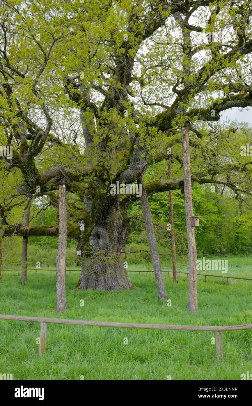 Monumento naturale Breit Eich, quercia, Methuselah, primavera, aprile, sala Schwäbisch, Parco naturale forestale di Schwäbisch-Franconia, Hohenlohe, Heilbronn-Franconia Foto Stock