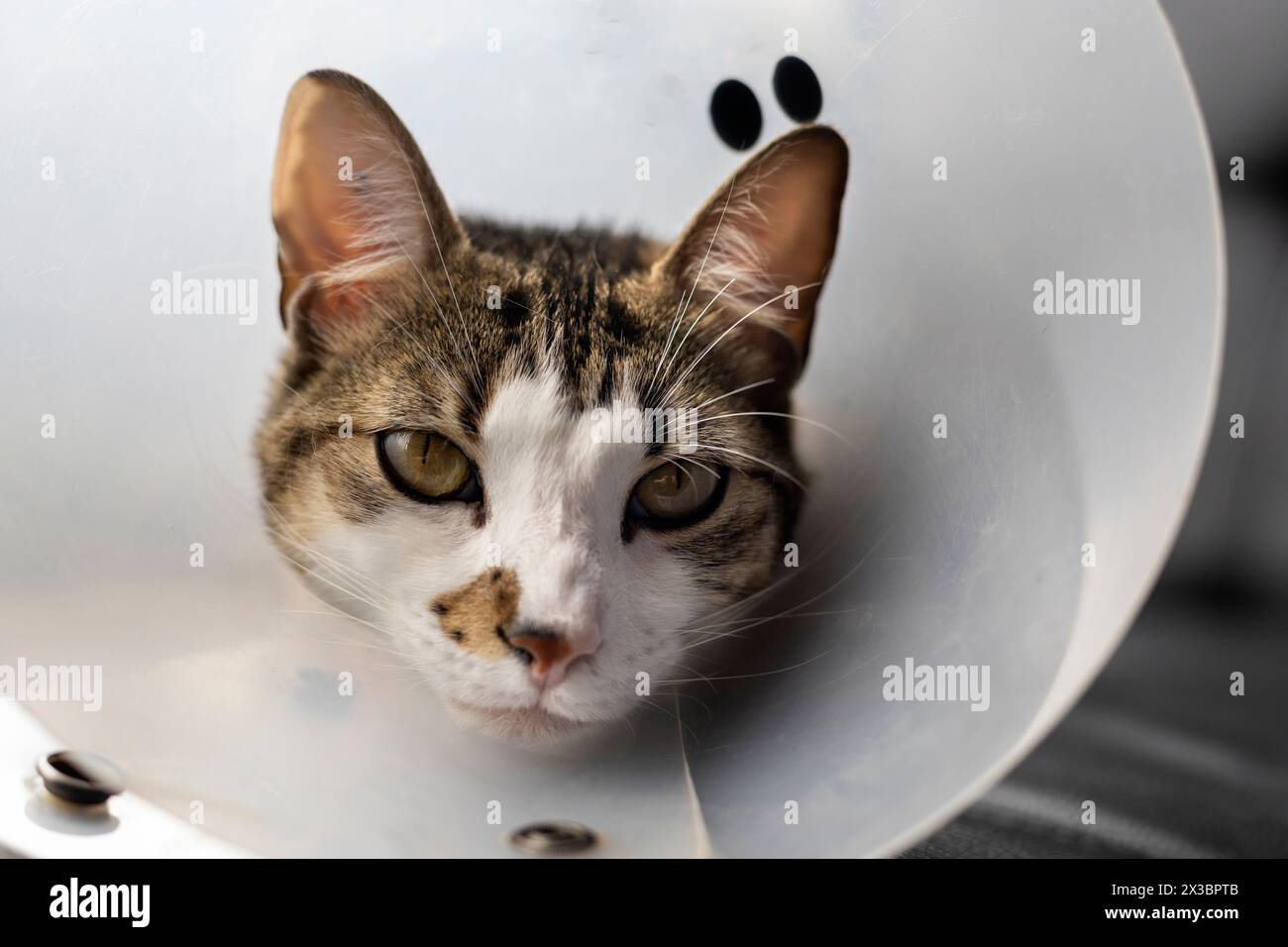 Gatto malato con un collare di plastica sulla testa per evitare che il gatto lecchi una ferita Foto Stock