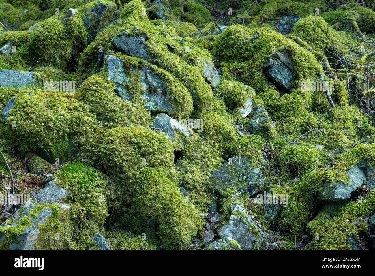 Paesaggio forestale con muschio, Bergen, Norvegia, costa sud-occidentale, Scandinavia, nord Europa Foto Stock