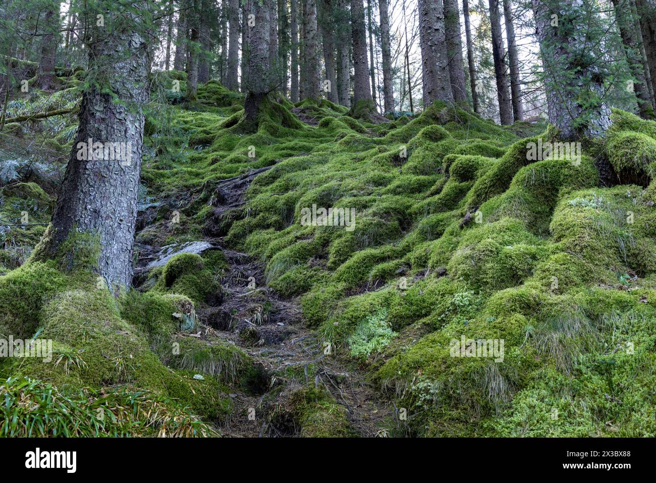 Paesaggio forestale con muschio, Bergen, Norvegia, costa sud-occidentale, Scandinavia, nord Europa Foto Stock