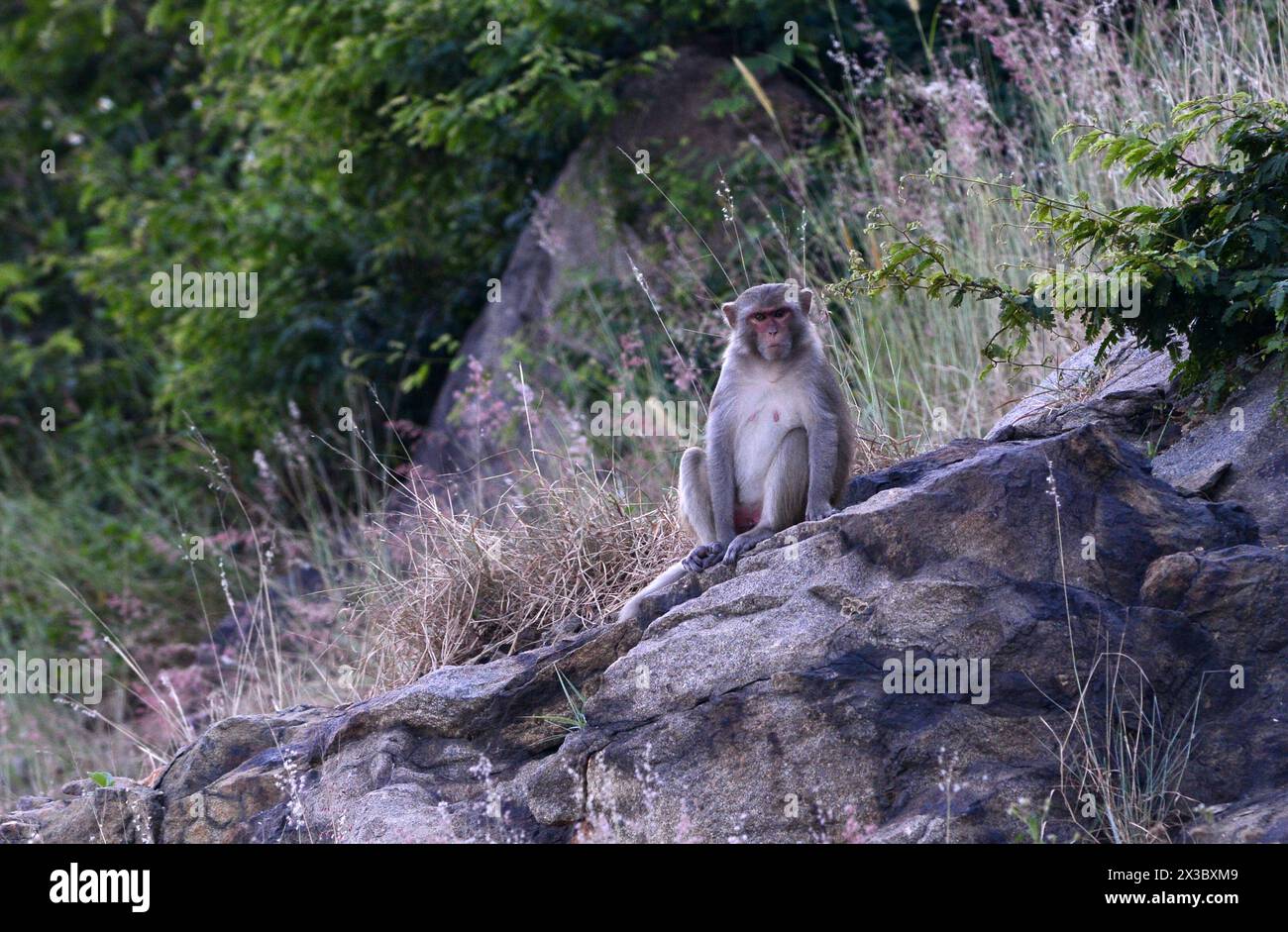 Una scimmia Macaque nella penisola di Son tra vicino a da Nang, Vietnam. Foto Stock