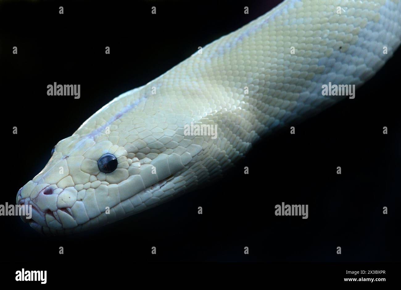 Un pitone amelanistico. Foto Stock