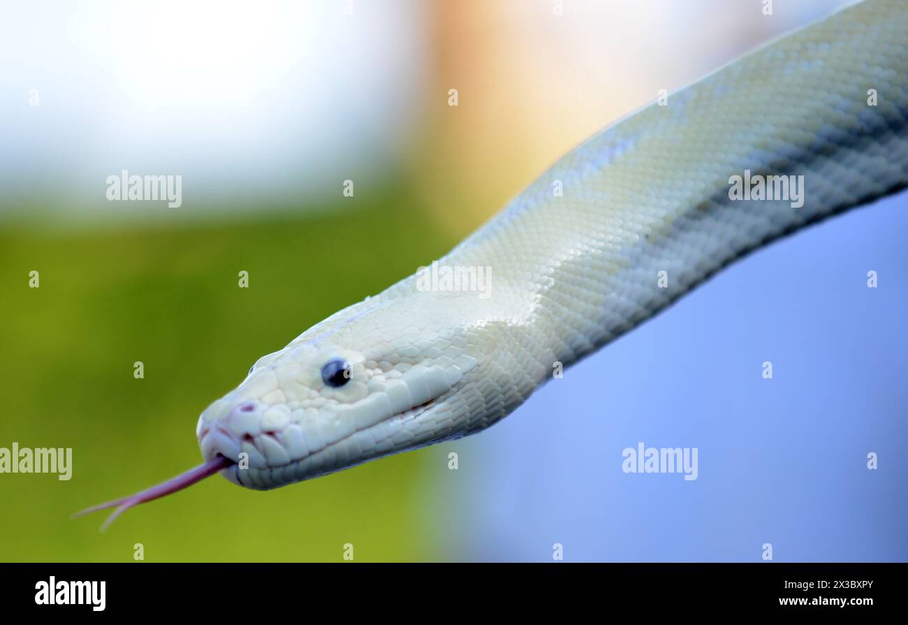 Un pitone amelanistico. Foto Stock