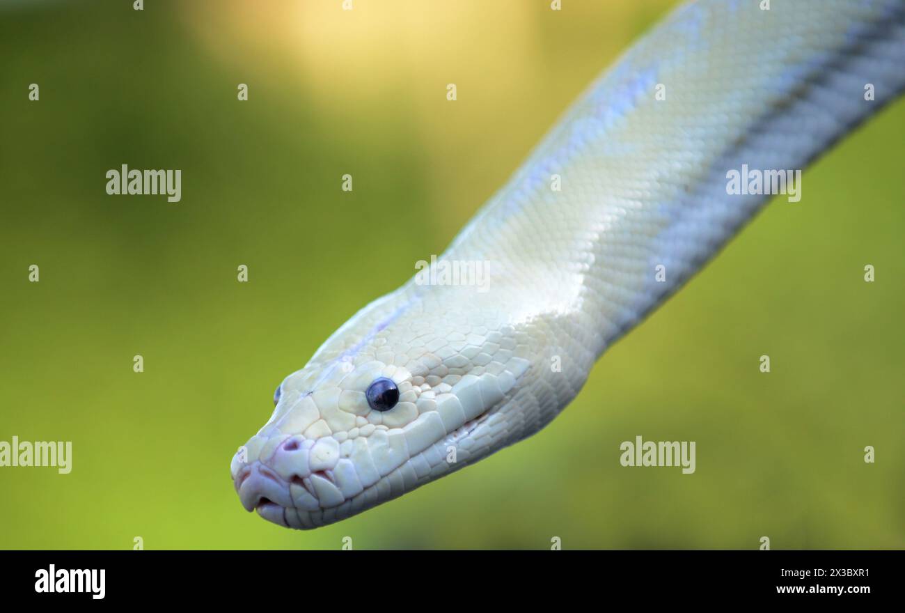 Un pitone amelanistico. Foto Stock