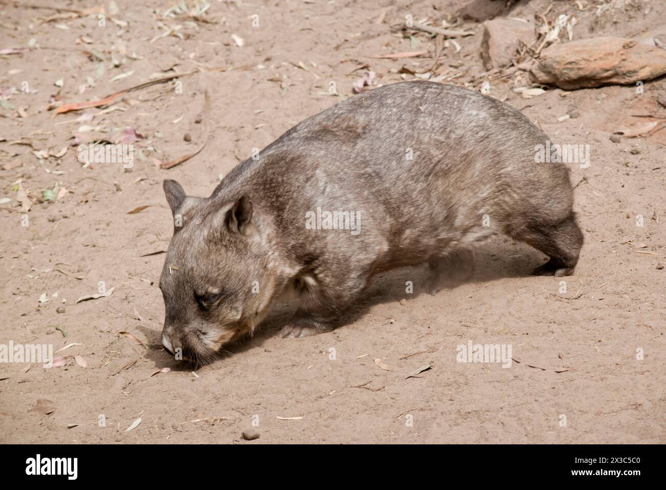 Le vombate pelose hanno pellicce più morbide, orecchie più lunghe e appuntite e un muso più ampio frangiato con baffi fini poi vombati comuni. Sono ge Foto Stock