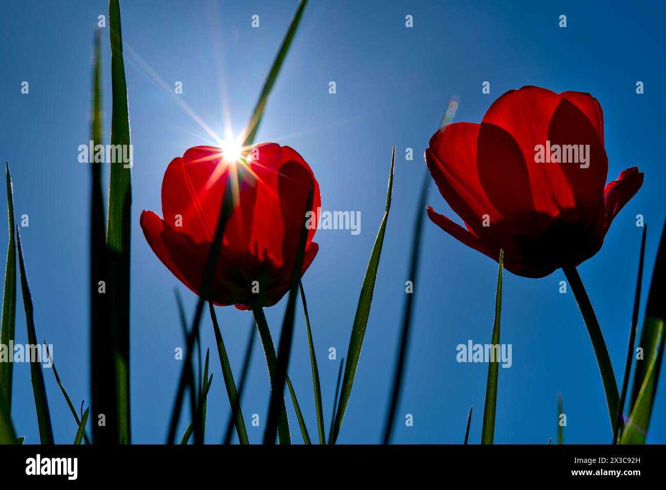 Primi piani con tulipani rossi dall'angolazione bassa con effetto stella solare Foto Stock