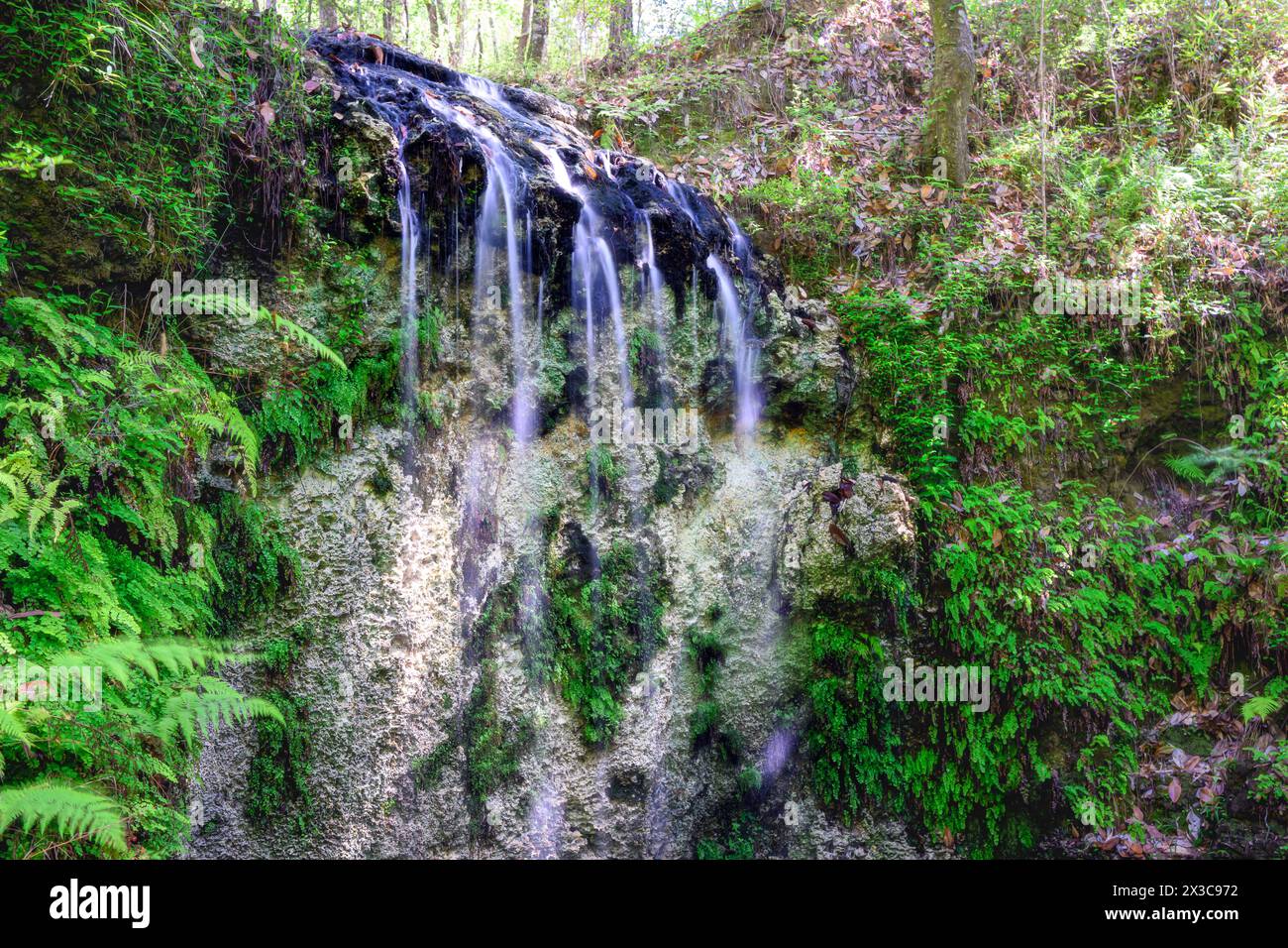"Cascata della natura: Ammira la maestosa cascata del Falling Waters State Park, una mostra mozzafiato della potenza e della bellezza della terra". Foto Stock