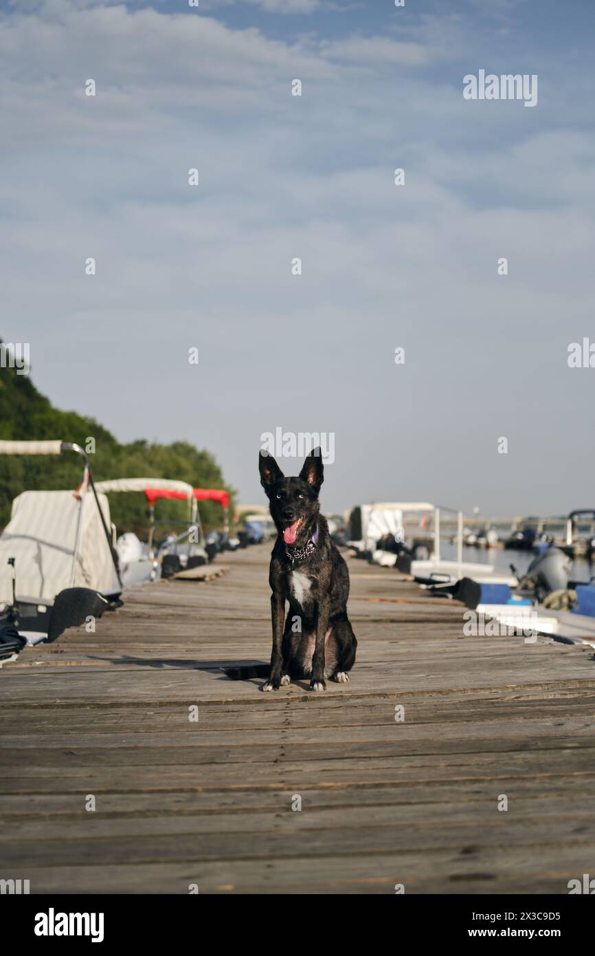 Viaggiare con un animale domestico in Europa. Adorabile cagnolino nero dagli occhi blu si trova su un molo di legno accanto alle barche parcheggiate sul Danubio. La città vecchia di Foto Stock